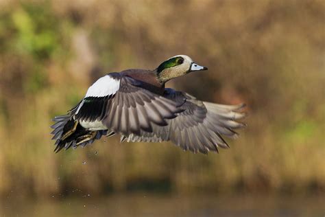 American Wigeon Drake Flying Photograph by Ken Archer - Fine Art America