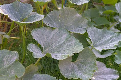 How to Identify and Treat 5 Pumpkin Diseases - Minneopa Orchards