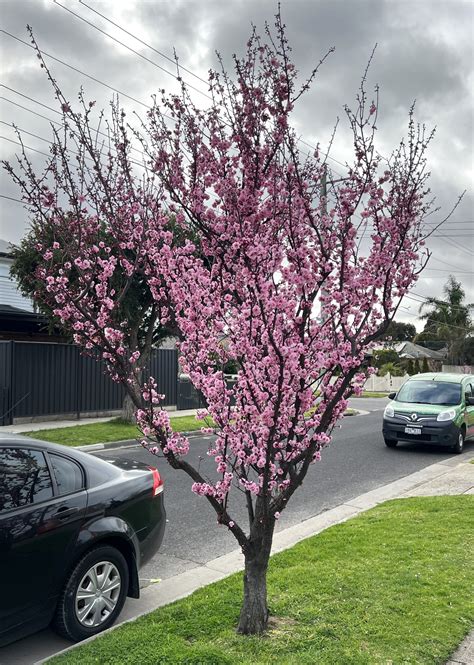 Prunus x blireana 'Pink Plum Blossom' 8" Pot - Hello Hello Plants