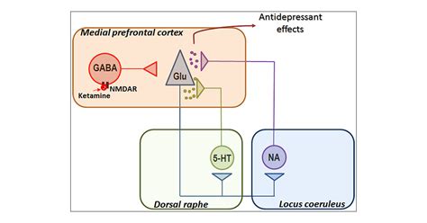 Sertraline Mechanism Of Action