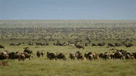 Wildebeest Populations