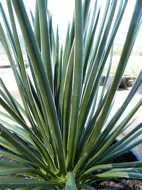 Agave geminiflora - T-Y Nursery