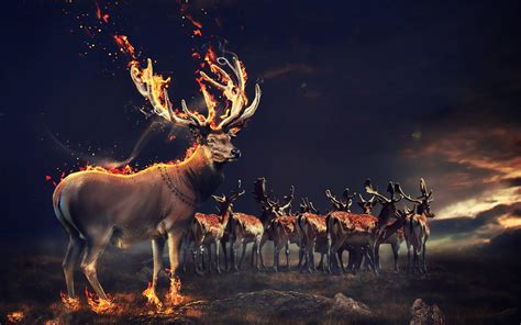 Fire Animals Wallpapers - Wallpaper Cave