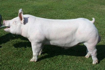 Large White Pig & Large White Yorkshire Supplier from Azamgarh