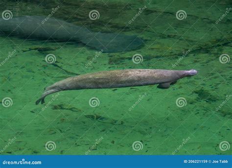 Blue Springs State Park Manatees. Stock Image - Image of outdoors, protected: 206221159