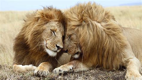 Free photo: Sleeping Lion - Animal, Hunter, King - Free Download - Jooinn