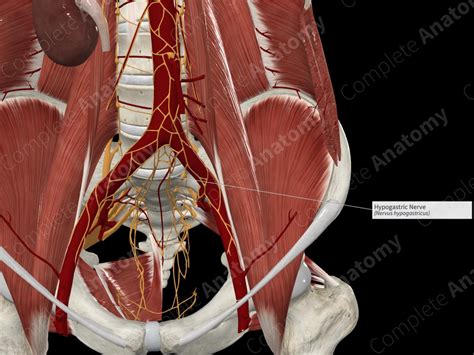 Hypogastric Nerve | Complete Anatomy