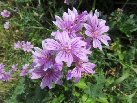 Malva stock photo. Image of flower, flowers, wild, beauty - 95253320