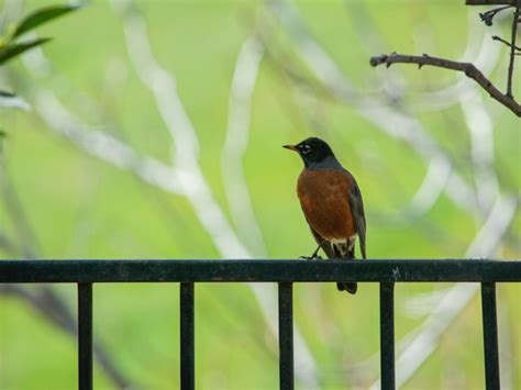 03/03/2023 Robin Migration Month Begins