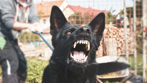 20 Most Dangerous Dogs & Breeds That Are Known for Aggression