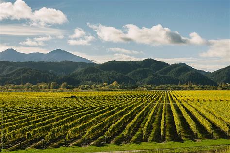 "Wine Vineyard Landscape In Marlborough Region Of New Zealand" by Stocksy Contributor "Raymond ...