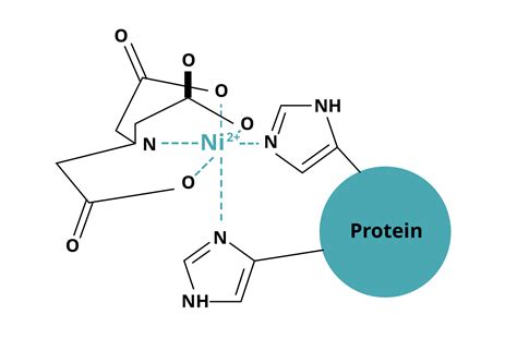 appendice pause Prix his tag protein purification Fructueux Être duper quelquun