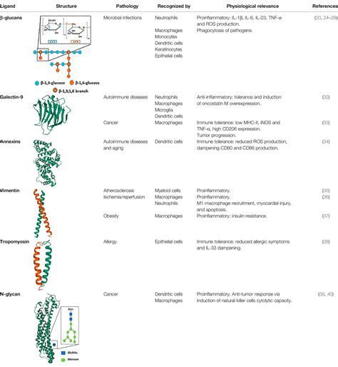 Frontiers | Dectin-1 Signaling Update: New Perspectives for Trained ...