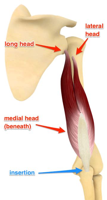 Shoulder / ПЛЕЧИ: Triceps brachii Muscle