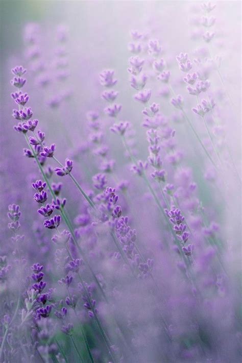 Pin by NEŞE ERCAN on ÇİÇEKLER_MOR&LACİVERT | Flowers photography, Lavender aesthetic, Flower ...