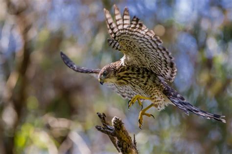 How to Make Cooper's Hawk Identification