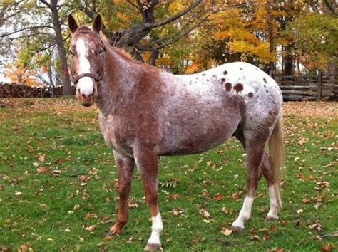 ~ Red Roan Blanket Appaloosa ~ | Pretty horses, Appaloosa horses, Horse markings