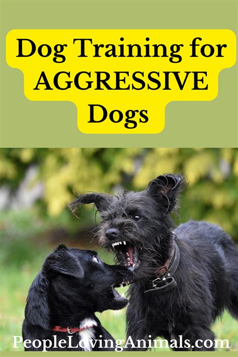 Dog Training Aggressive Dogs - The Dog Calming Code