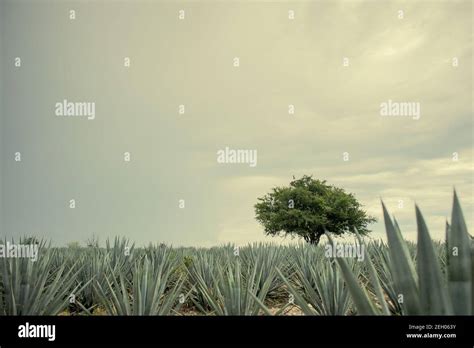 Beautiful agave field for Tequila production under a cloudy sky in ...