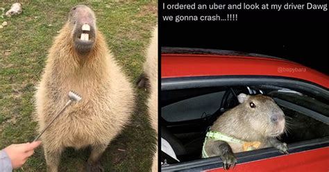 Funny Memes & Pics Featuring Super Chill Capybaras - Animal Comedy ...