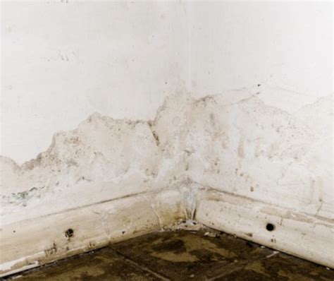 What do Professionals Use to Kill Mould?