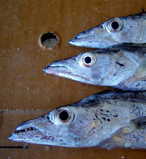 in our waters: The Ribbonfish