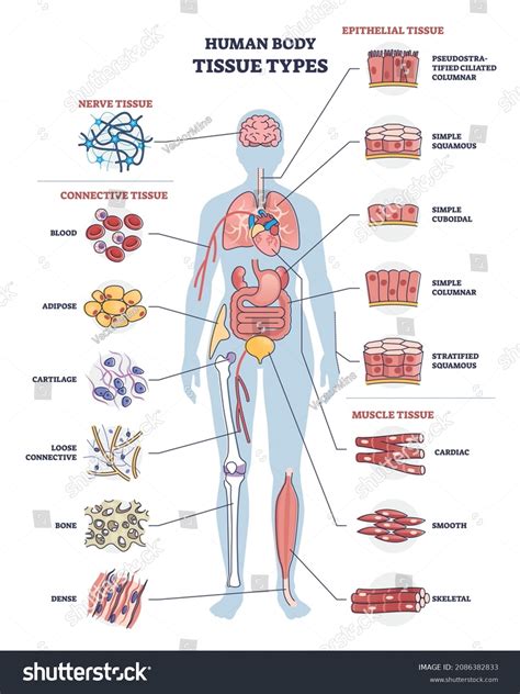 669 рез. по запросу «Types of human body tissues» — изображения ...