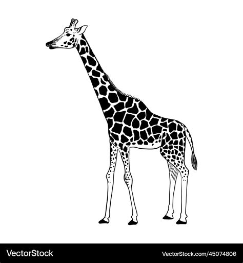 Drawing animal giraffe Royalty Free Vector Image