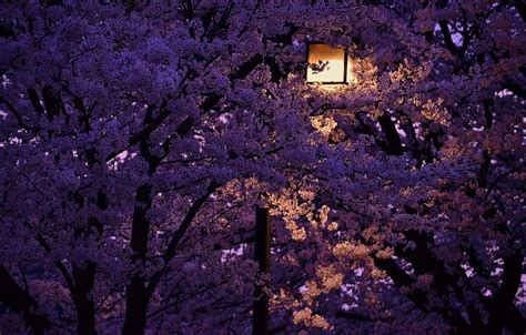 Sakura Night, Night Cherry Blossom HD wallpaper | Pxfuel