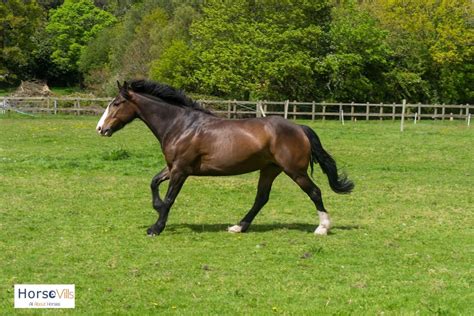 11 Best Jumping Horses for a Great Show (W/ Photos & Videos)