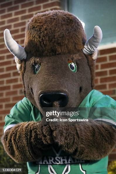 The Marshall Thundering Herd mascot Marco the Bison on the field ...