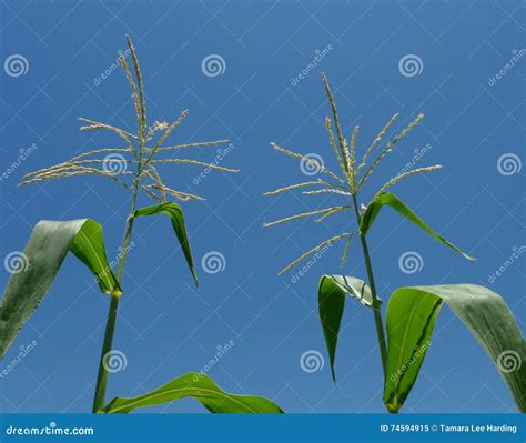 Two Sweet Corn Tassels Horizontal Photograph Stock Image - Image of background, harvest: 74594915