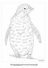 Adelie Penguin Coloring Page Az Pages Sketch sketch template