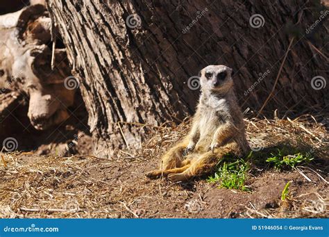 Meerkat Sitting Near Burrow and Watching Stock Photo - Image of ...