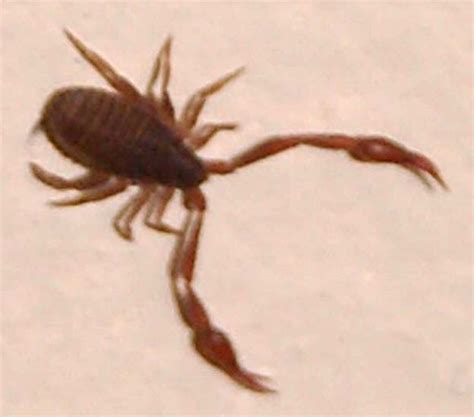 Pseudoscorpion - What's That Bug?