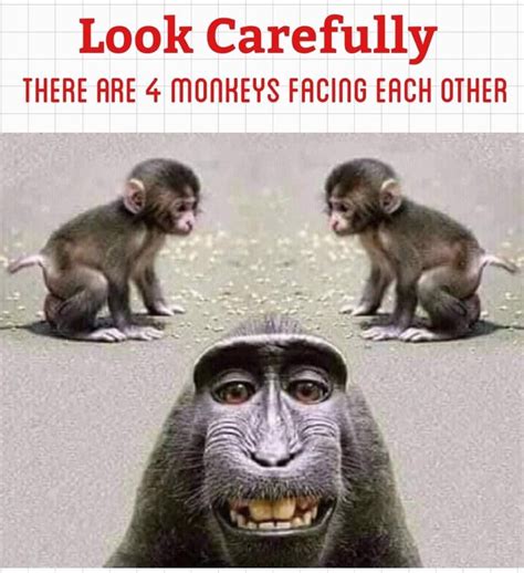 Enjoy ur day #borauhai #kenya #tanzania #monkey #funnymemes #jokes #loud #africa #2018 #smile # ...