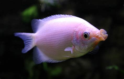 Kissing Gourami 101: Care, Tank Mates, Size & More