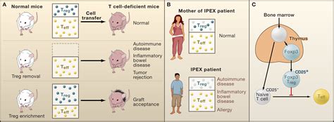 Regulatory T Cells and Immune Tolerance: Cell