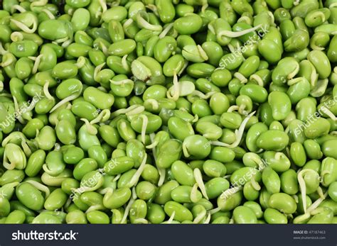 Lima Bean Stock Photo 47187463 : Shutterstock