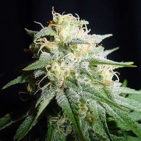 White Widow Strain - Growing Tips and Medical Effects | Marijuana Guides