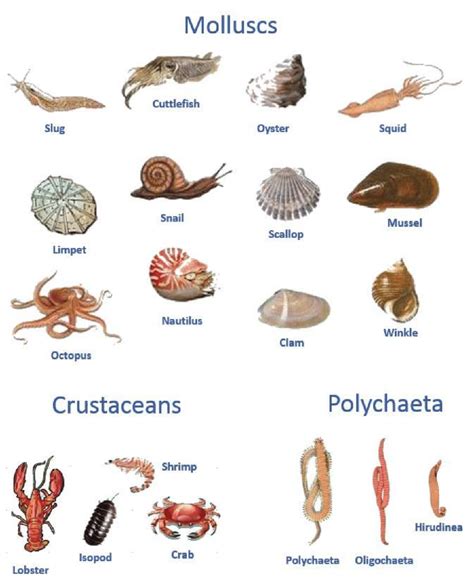 Crustaceans Examples