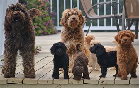 Australian Labradoodle Puppies For Sale | Shipping AvailableCute Labradoodles