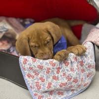 Sedalia Animal Shelter in Sedalia, Missouri