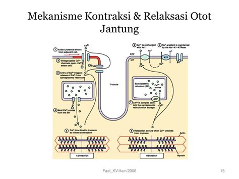 PPT - FISIOLOGI JANTUNG PowerPoint Presentation, free download - ID:3284507