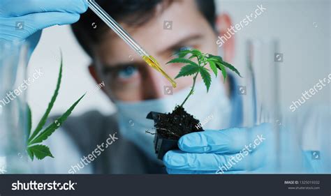 Portrait Scientist Mask Gloves Checking Analizing Stock Photo ...