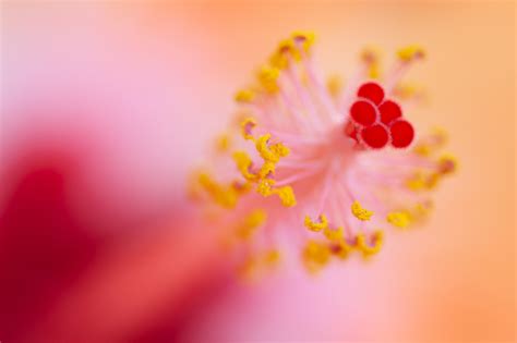 Aperture in Macro Photography: The Ultimate Guide