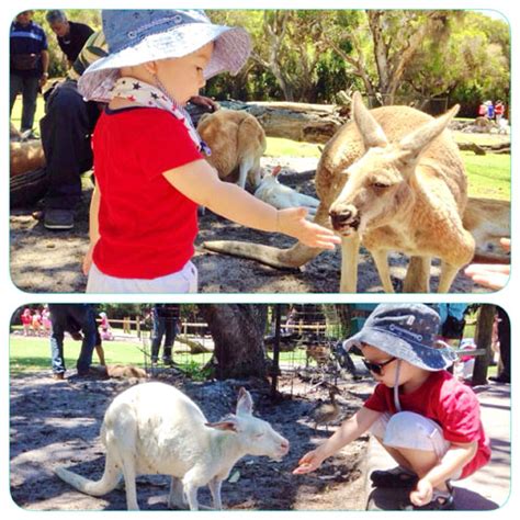 PERTH: WHITEMAN PARK AND CAVERSHAM WILDLIFE PARK | Beverly's Net ...