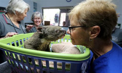 Australian Koala Hospital Raises Over 2 Million Dollars in a Bushfire ...