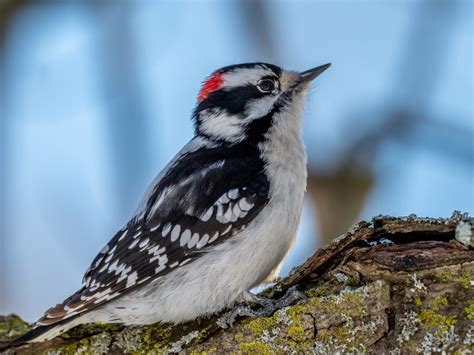 The 25 Most Common Birds Of Michigan (with Photos)