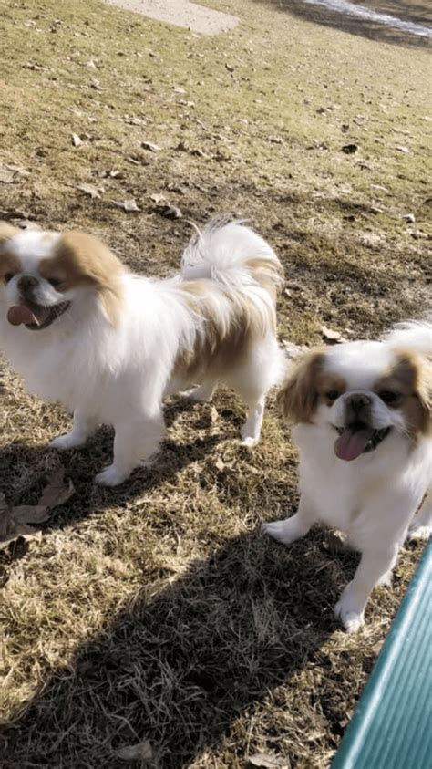 Japanese Chin Puppies For Sale | Sunnyside, WA #340866